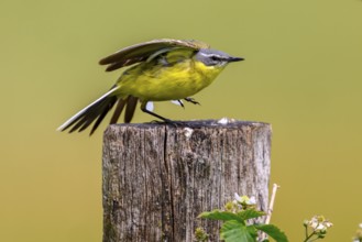 A yellow wagtail (Motacilla flava) with yellow plumage takes off from a wooden post, ready to fly,