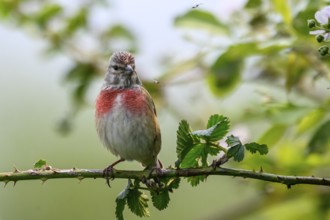 A linnet (Linaria cannabina) with a red breast sitting on a green branch against a lush background,