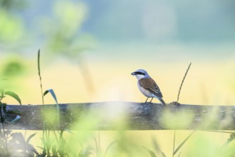 Red-backed shrike (Lanius collurio) sitting on a wooden beam against a soft background,