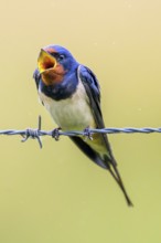 A singing swallow Barn Swallow (Hirundo rustica) sitting on a fence, surrounded by a soft, blurred
