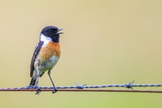 Stonechat (Saxicola rubicola) singing on a barbed wire, natural background, Dümmerniederung, Lower