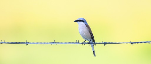 Red-backed shrike (Lanius collurio) sitting on a barbed wire in front of a soft background,