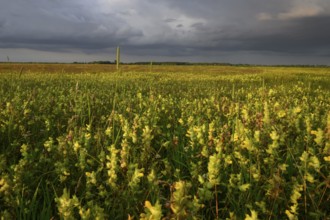 Wet meadow with flowering rattle pot (Rhinanthus spec.) in warm light under a partly cloudy sky,