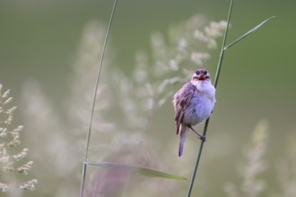 Reed warbler (Acrocephalus schoenobaenus) sitting on a reed in a natural environment,