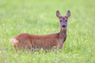 A roe deer (Capreolus capreolus) stands attentively in the tall green grass and looks directly into