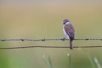 Female Red-backed Shrike (Lanius collurio) sitting on a barbed wire with blurred background,