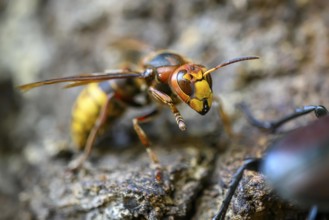 Close-up of a hornet (Vespa crabro) on tree bark, natural colours, Damme, Oldenburger Münsterland,