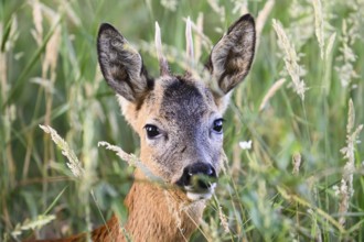 A roebuck (Capreolus capreolus), a young roebuck looking out from between the tall grasses,