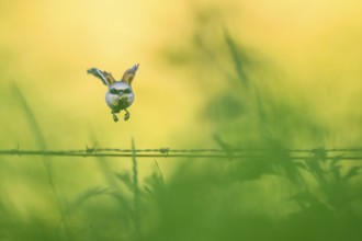 A Red-backed Shrike (Lanius collurio) flies over a fence overgrown with grasses in bright green and