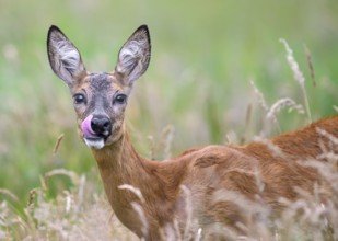 A roe deer (Capreolus capreolus) licks its lips in the middle of a green meadowLehmden, Steinfeld,