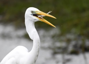 Great Egret (Egretta alba) catching fish with its beak, nature scene with green background,