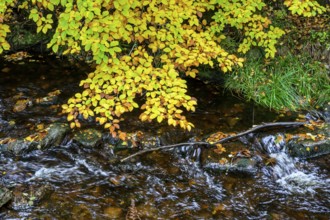 Autumn colors on the Bode River in the Bodetal Nature Reserve in the Harz National Park,