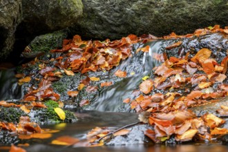 River Bode flows over smooth-cut rocks with colorful autumn leaves, autumn colors in the Bodetal
