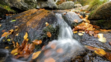 River Bode flows over smooth-cut rocks with autumn colors, autumn colors in the Bodetal nature