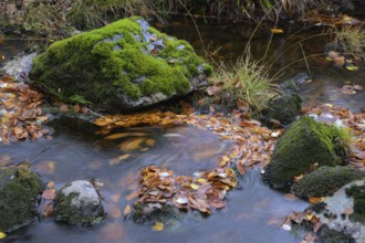 The river Bode with moss-covered rocks and autumn leaves near Königskrug, Braunlage, Lower Saxony,