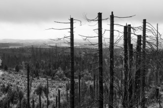 Dead trees Mountain spruce forest deaths in the Harz Mountains, Braunlage, Harz, Lower Saxony,