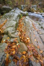 River Bode flows over smooth-cut rocks with autumn colors, autumn colors in the Bodetal nature