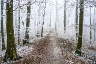 A winter forest trail with fog and frost on the trees, which creates a quiet and mystical