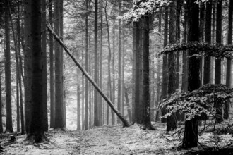 Mystical black and white forest coniferous forest with a leaning tree standing diagonally across a