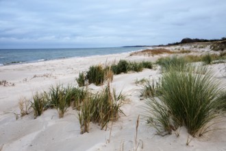 Sandy beach beach with marram grass (Ammophila), Zingst, Fischland-Darß-Zingst, Vorpommersche