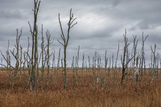 Dead trees, Osterwald, Zingst, Fischland-Darß-Zingst, Western Pomerania Lagoon Area National Park,