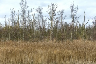 Dead trees, reeds in front, Osterwald, Zingst, Fischland-Darß-Zingst, Western Pomerania Lagoon Area