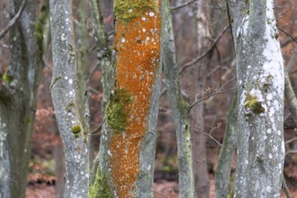 Tree trunk with orange-red colored tree bark, Osterwald, Zingst, Fischland-Darß-Zingst, Western