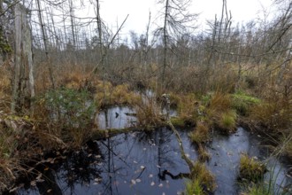 Moorland with dead trees in Osterwald, Zingst, Fischland-Darß-Zingst, Western Pomerania Lagoon Area