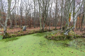 Moorland with trees, foreground stream with duckweed (Lemna), Osterwald, Zingst,
