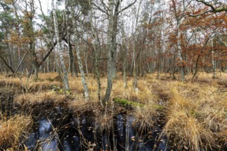 Moorland with trees in Osterwald, Zingst, Fischland-Darß-Zingst, Western Pomerania Lagoon Area