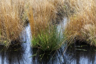 Gradbüschel in moor landscape in Osterwald, Zingst, Fischland-Darß-Zingst, Western Pomerania Lagoon