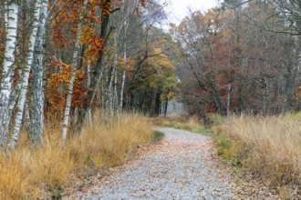Path through moor landscape with trees in Osterwald, Zingst, Fischland-Darß-Zingst, Western