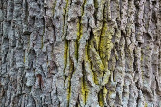 Heavily furrowed tree bark, Osterwald, Zingst, Fischland-Darß-Zingst, Western Pomerania Lagoon Area
