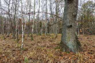 Birch trees (Betula), birch forest, thick tree trunk in front, Osterwald, Zingst,