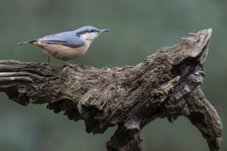 Nuthatch (Sitta europaea), Emsland, Lower Saxony, Germany