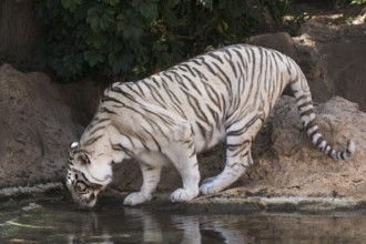 White tiger (Panthera tigris), Loro Park, Tenerife, Spain