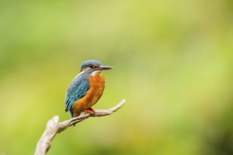 Common kingfisher (Alcedo atthis) sitting on an old wooden branch in late summer, wildife, Bavaria,