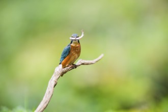 Common kingfisher (Alcedo atthis) sitting on an old wooden branch eating his fresh cought fish in