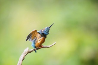 Common kingfisher (Alcedo atthis) sitting on an old wooden branch shaking its body in late summer,