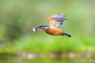 Common kingfisher (Alcedo atthis) flying out of the water with a fresh cought fish in his beak in
