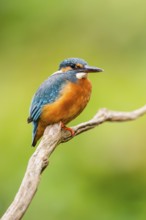 Common kingfisher (Alcedo atthis) sitting on an old wooden branch in late summer, wildife, Bavaria,