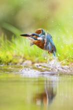 Common kingfisher (Alcedo atthis) flying out of the water after a unsuccessful hunt in late summer,
