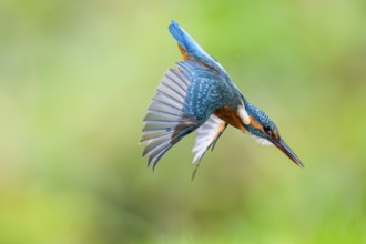 Common kingfisher (Alcedo atthis) flying into the water hunting for fish in late summer, wildife,