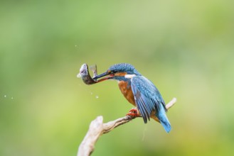 Common kingfisher (Alcedo atthis) sitting on an old wooden branch eating his fresh cought fish in
