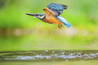 Common kingfisher (Alcedo atthis) flying out of the water after a unsuccessful hunt in late summer,