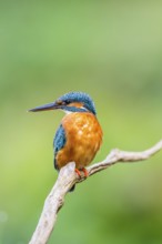 Common kingfisher (Alcedo atthis) sitting on an old wooden branch in late summer, wildife, Bavaria,