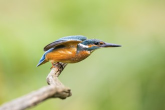 Common kingfisher (Alcedo atthis) flying away from an old wooden branch in late summer, wildife,