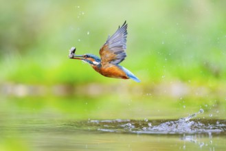 Common kingfisher (Alcedo atthis) flying out of the water with a fresh cought fish in his beak in
