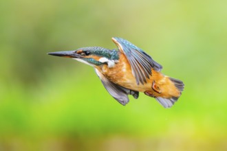 Common kingfisher (Alcedo atthis), flying, wildife, Bavaria, Germany
