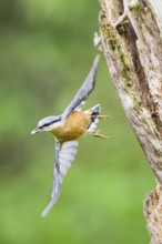 Eurasian nuthatch (Sitta europaea) flying from an old wrotten tree trunk at a swamp, Bavaria,